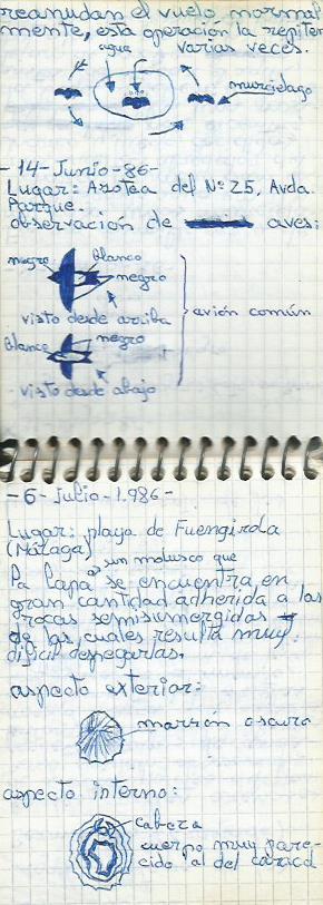 Cuaderno de campo nº3. murcielgo, avion y lapa