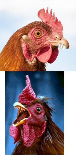 Poules avec des dents