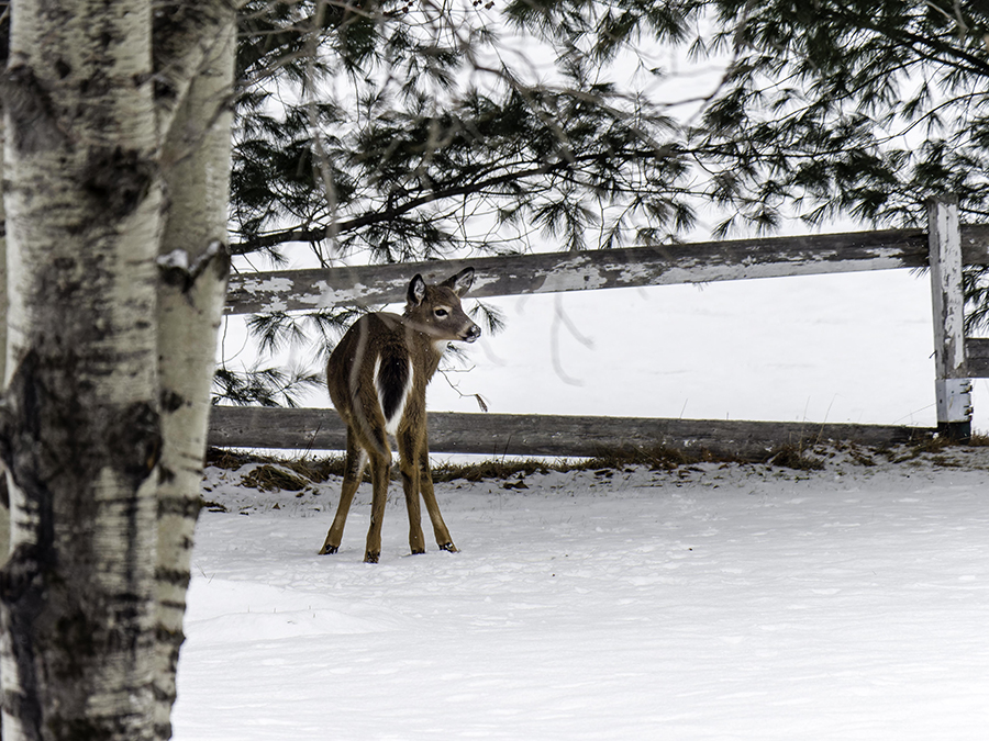 Derrière chez moi + ajout