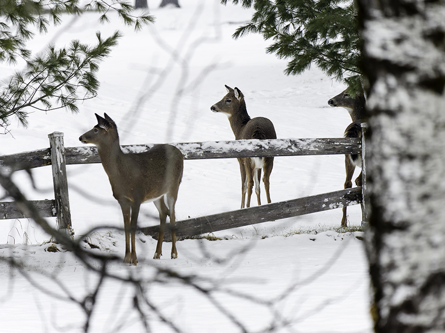 Derrière chez moi + ajout