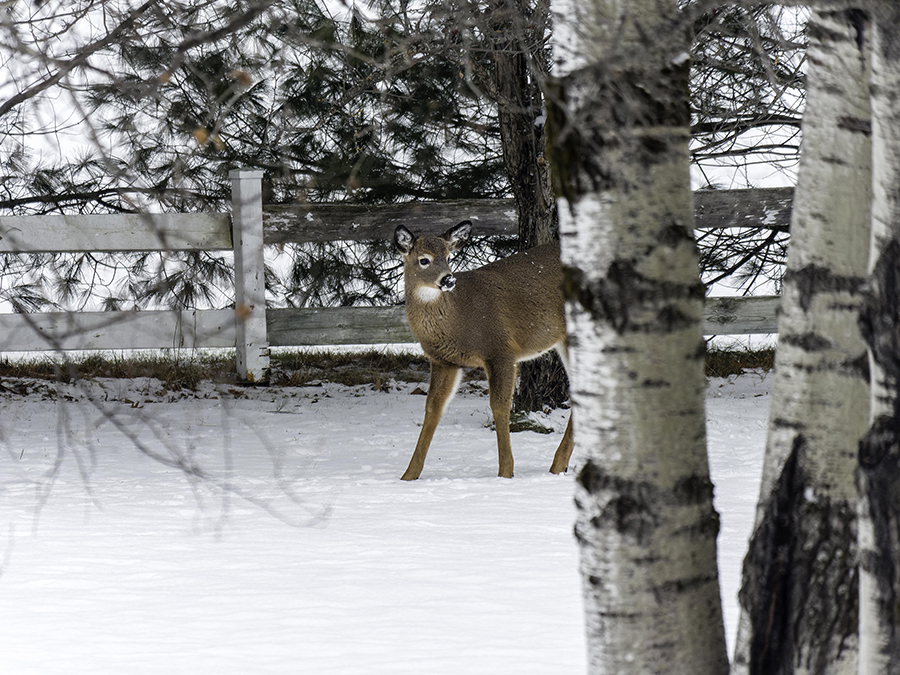Derrière chez moi + ajout