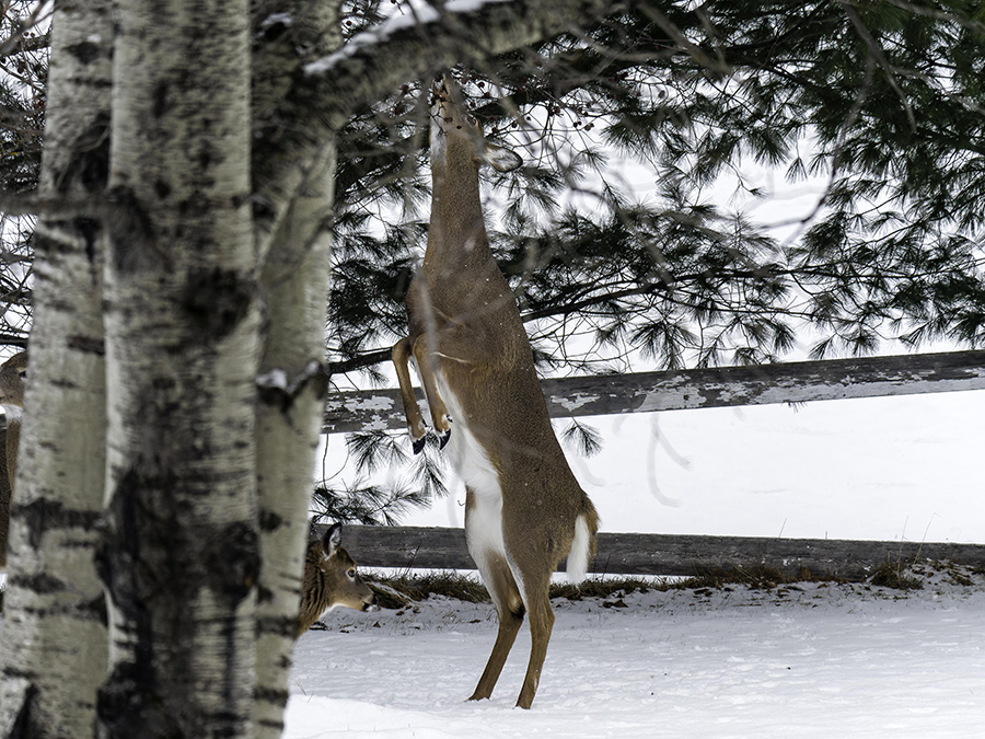 Derrière chez moi + ajout
