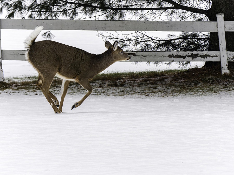 Derrière chez moi + ajout