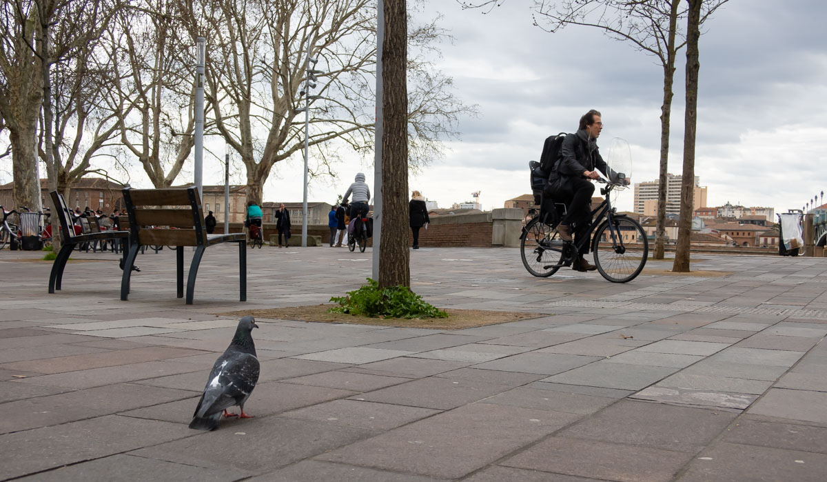 Le pigeon et le cycliste -1624