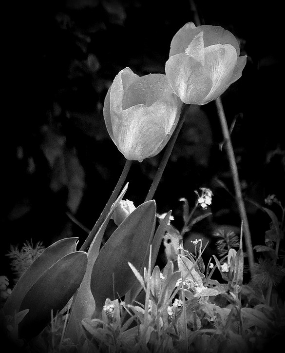 Tulipes obliques + ajout  version Noir et blanc 24032607553626413618377847