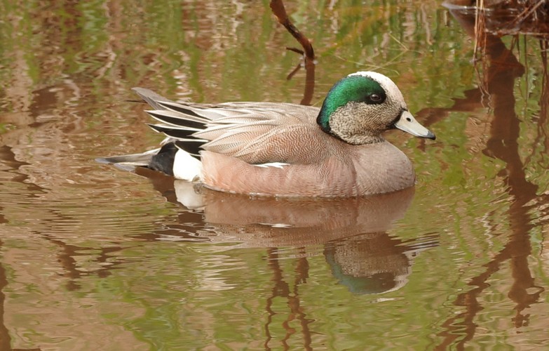 canard d'amérique  BcqlSb-IMGP2801