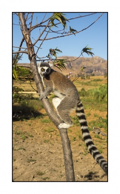 Madagascar Mai 2024 - DSC00936