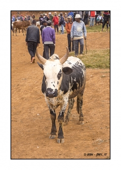 Madagascar Mai 2024 - DSC00275