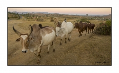 Madagascar Mai 2024 - DSC00899