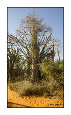 Madagascar Mai 2024 - DSC01169