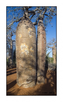 Madagascar Mai 2024 - DSC01173