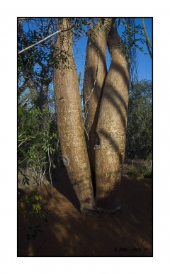 Madagascar Mai 2024 - DSC01183