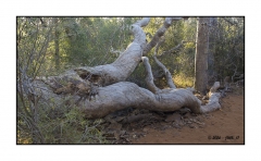 Madagascar Mai 2024 - DSC01187