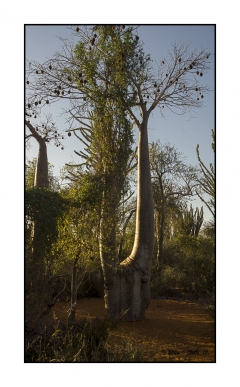 Madagascar Mai 2024 - DSC01188