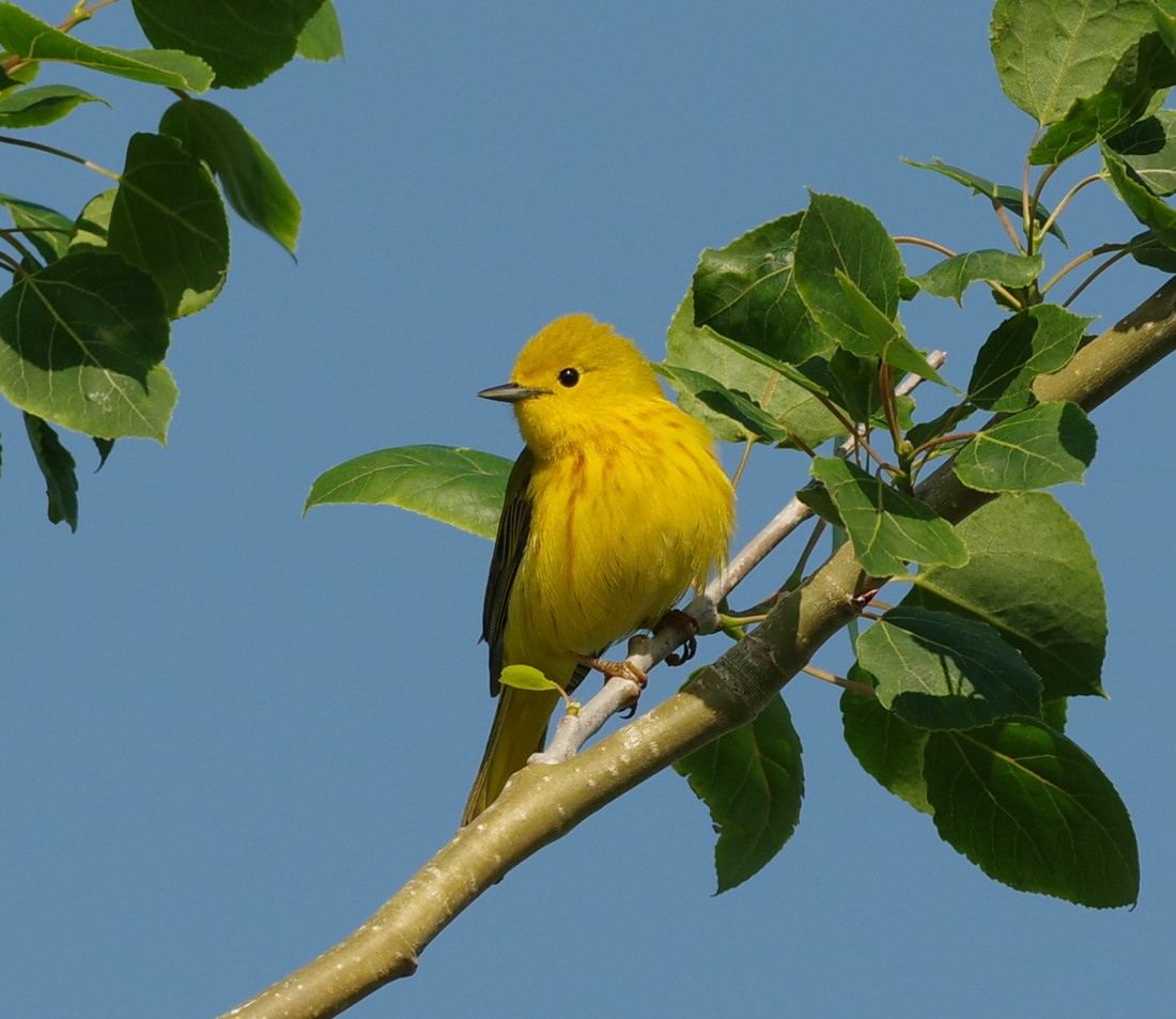 paruline jaune  N8otSb-IMGP5352