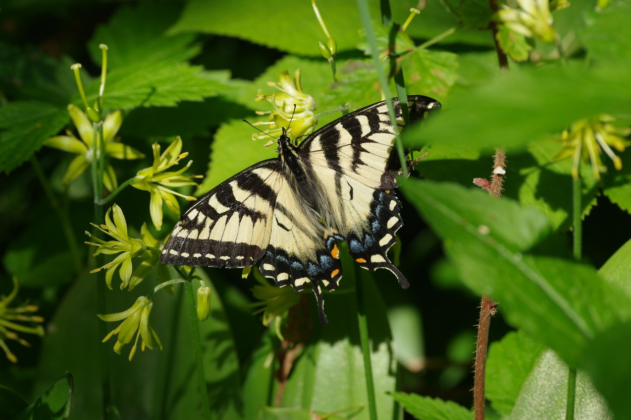 papillon  DqZtSb-IMGP5535