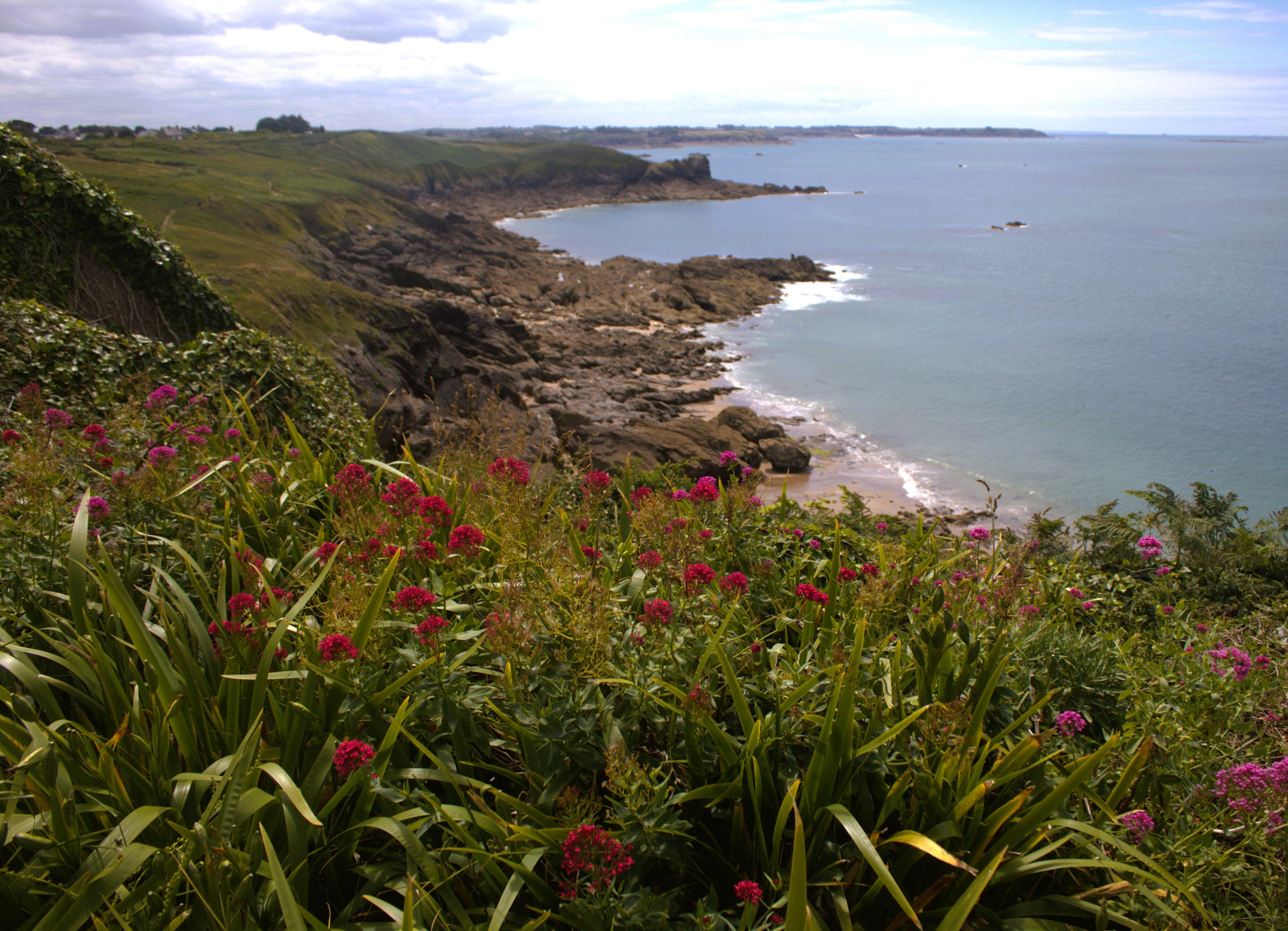 plage et végétation