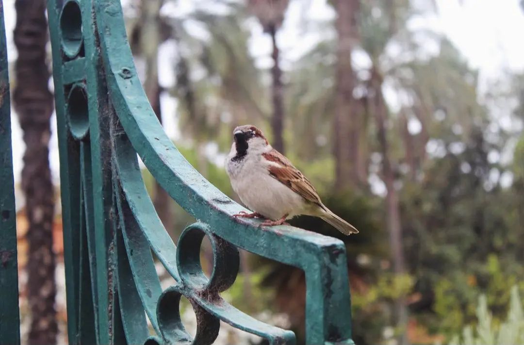 oiseau sur barrière