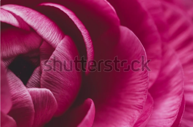 2024-07-26 11_37_45-Photo de stock Macro rose image d'une fleur de 2367642889 _ Shutterstock - Opera