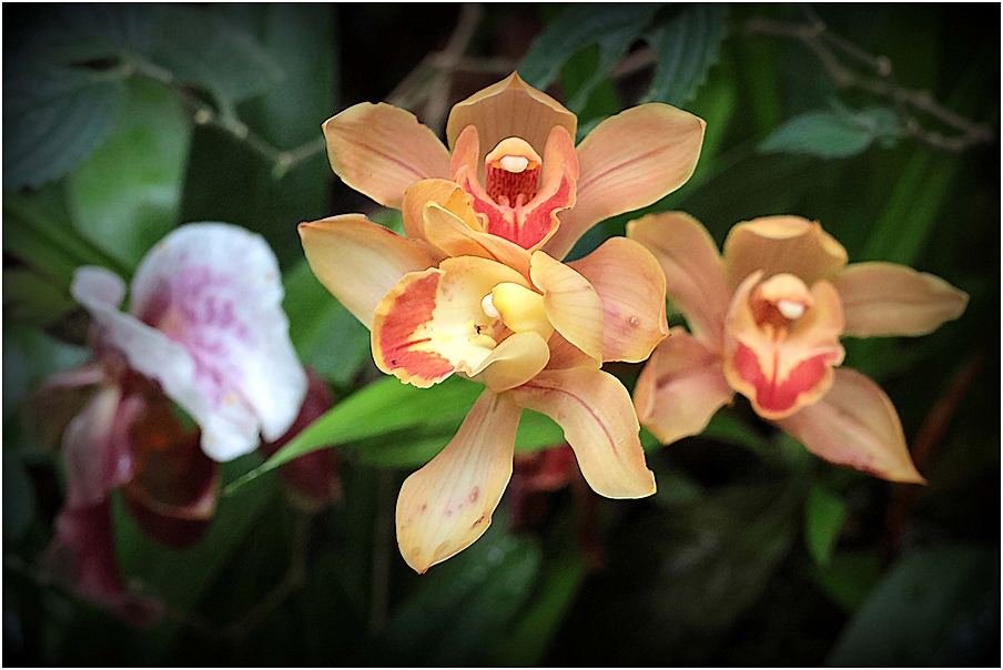 Cymbidium 24082611544626413618456681