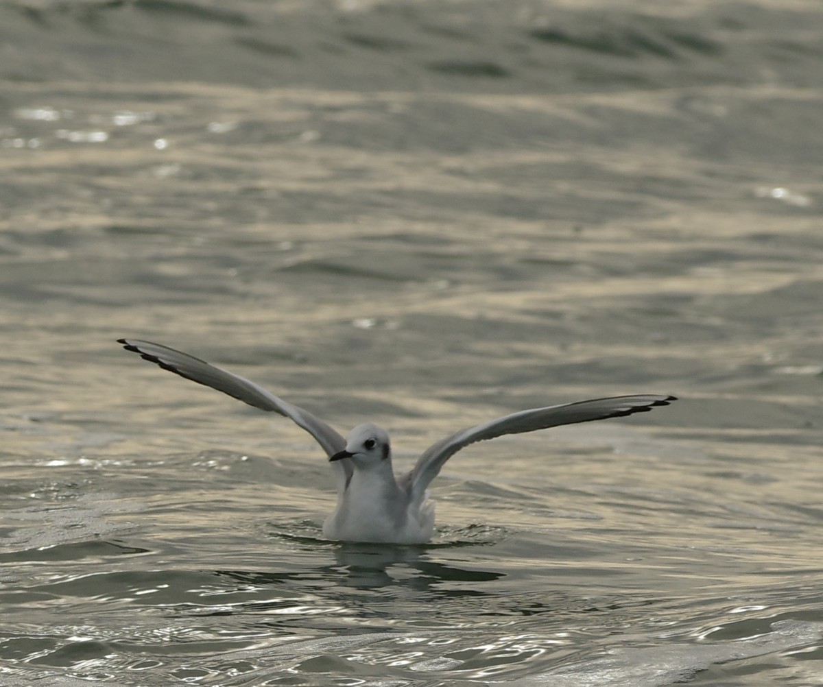 mouette de bonaparte  Gz4fTb-IMGP6909