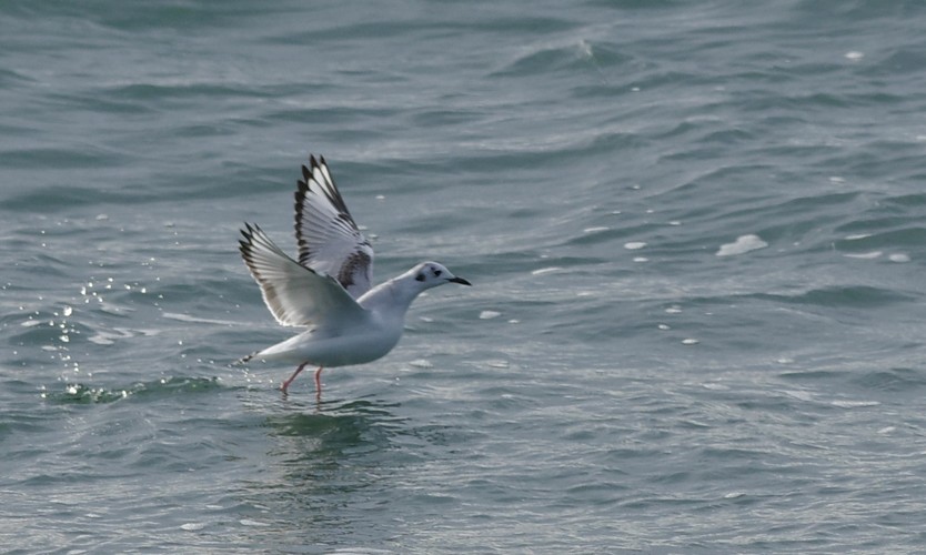 mouette de bonaparte  Hz4fTb-IMGP6677