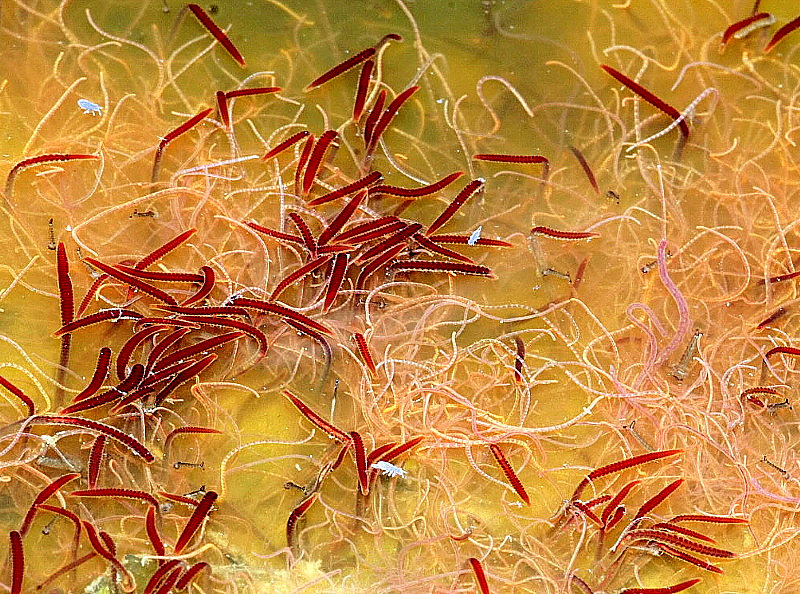 mes photos - tubifex et lumbriculus