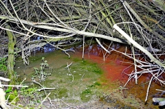 mes photos - la mare