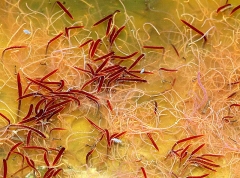 mes photos - tubifex et lumbriculus