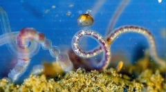 mes photos - segment