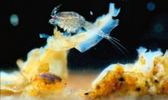 mes photos - Accouplement1b