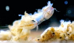 mes photos - Accouplement2b