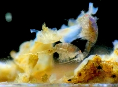 mes photos - Accouplement3b