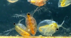 mes photos - Daphnies