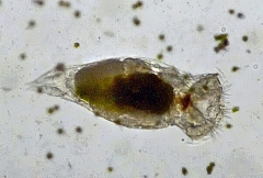 mes photos - rotifère