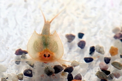 mes photos - triops posé