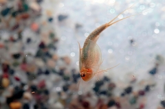 mes photos - Triops en train de nager