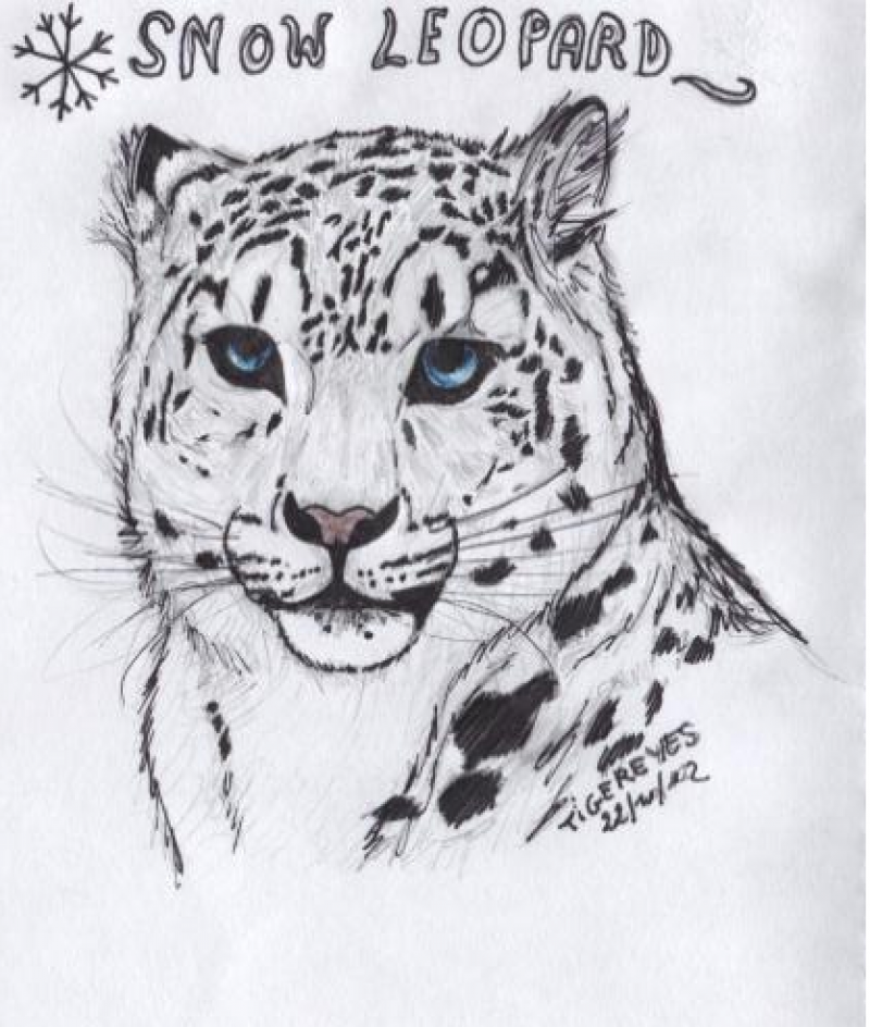 3. Tigereyes Snow Leopard 2012