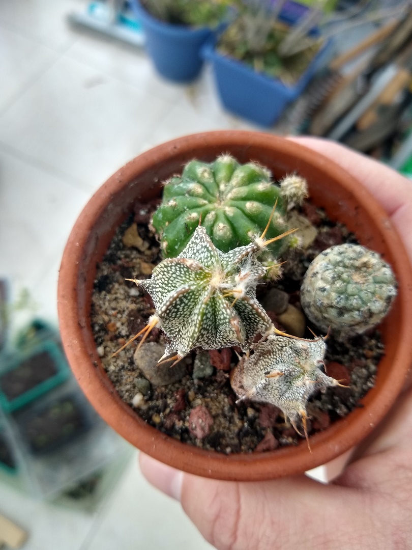 IMG_20250418_093140271_HDR (Copier)