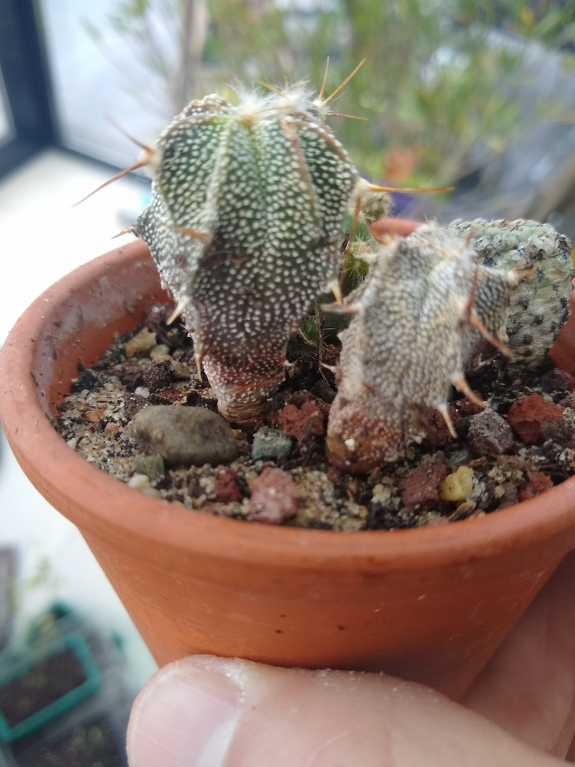 IMG_20250418_093134126 (Copier)