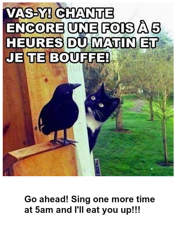 Mon image
