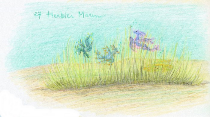 27.herbier marin