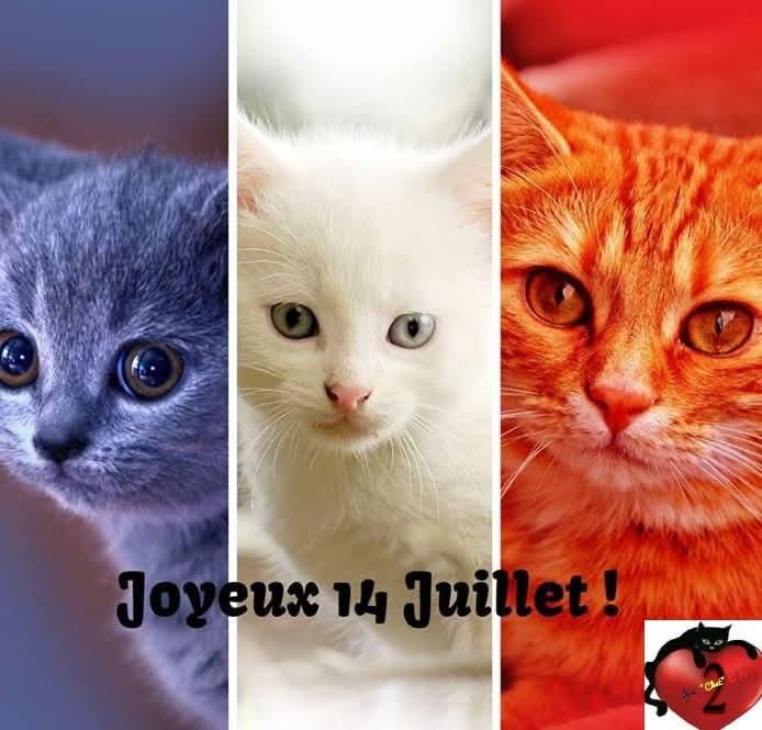 14 juillet chat 1