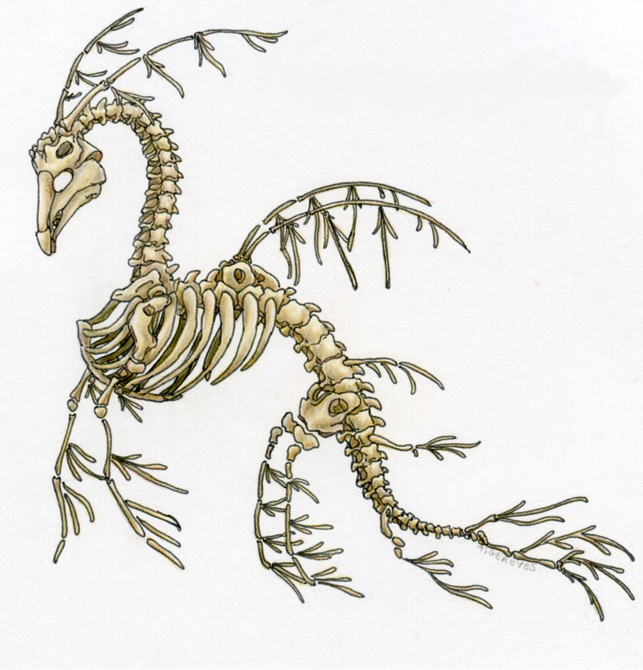 Neptusquelettenu