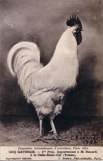 cartes postales anciennes - 66-001 A le coq