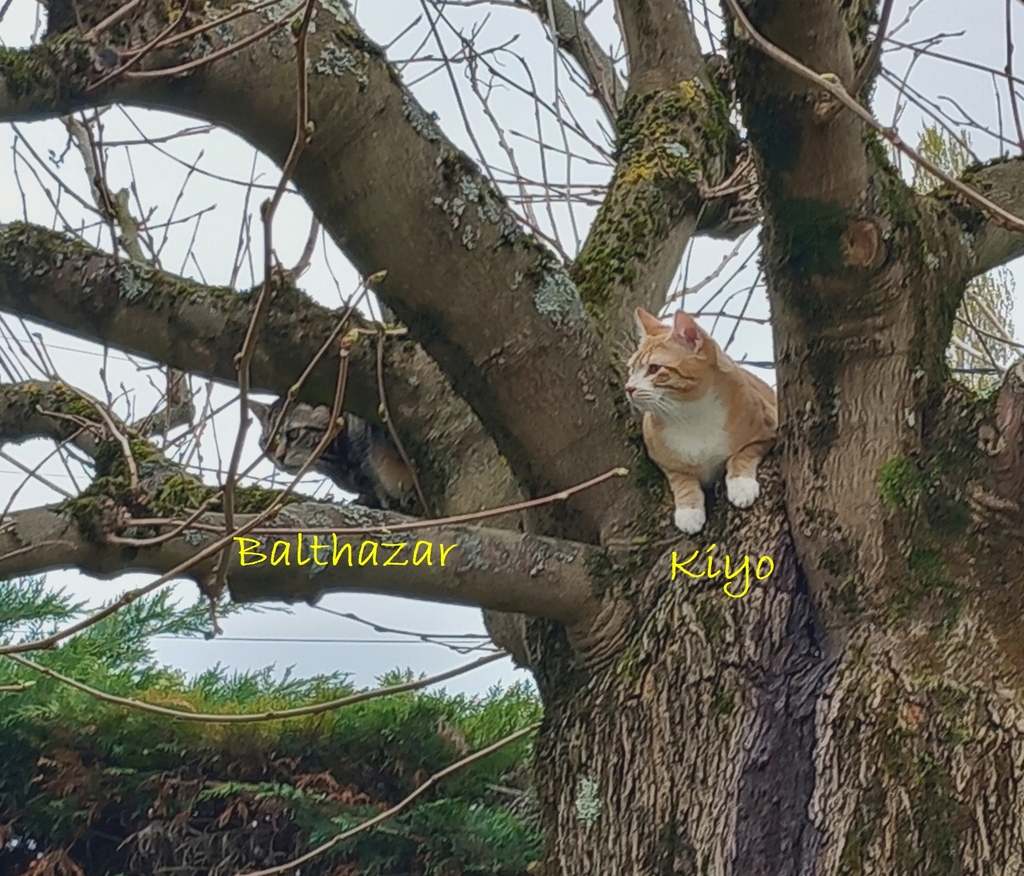 0vYgWb-Kiyo-et-Balthazar-dans-le-Murier-Platane-28-03-2026.jpg