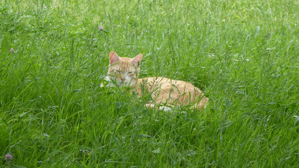 KPH3Wb-Kiyo-dans-les-hautes-herbes-1.jpg