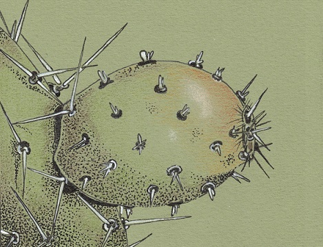 Cactus