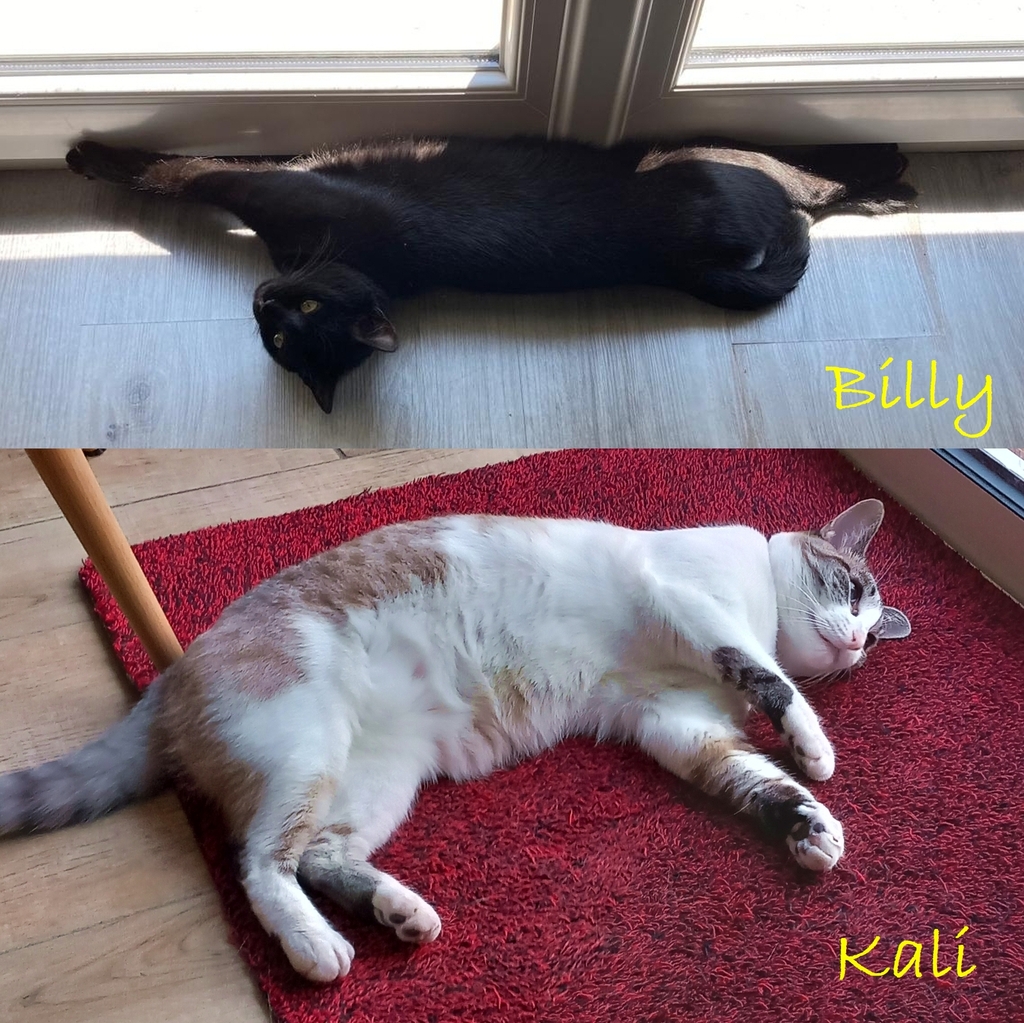 zL8uXb-Billy-et-Kali.jpg